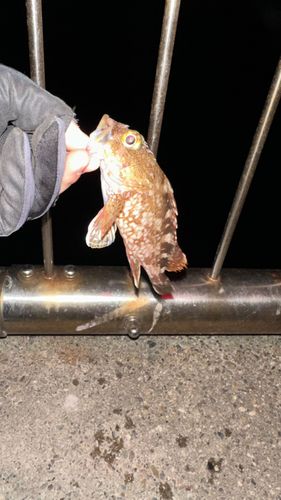 新舞子マリンパーク