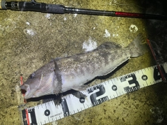 アイナメの釣果