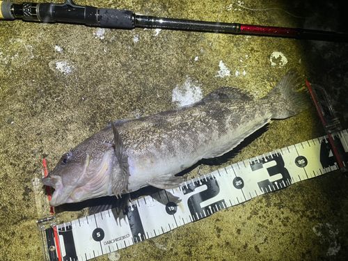 アイナメの釣果