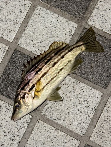 シマイサキの釣果