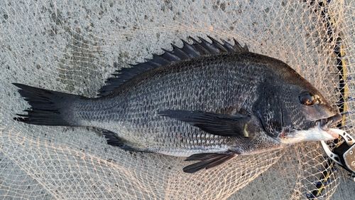 チヌの釣果