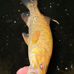 スモールマウスバス