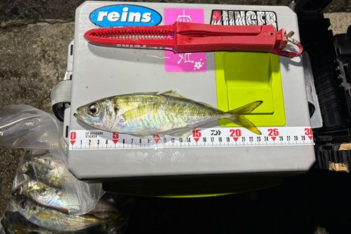 マアジの釣果