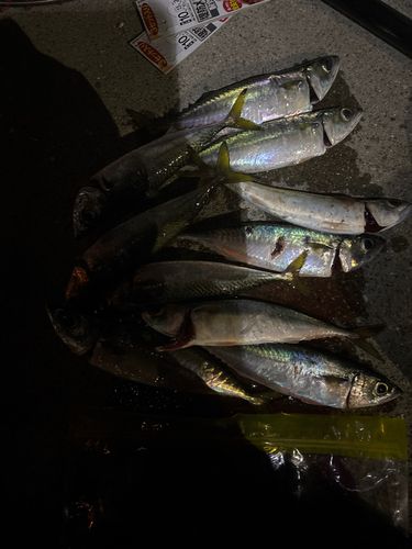 サバの釣果