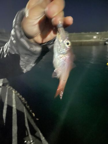 クロホシイシモチの釣果