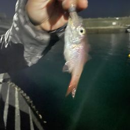 クロホシイシモチ