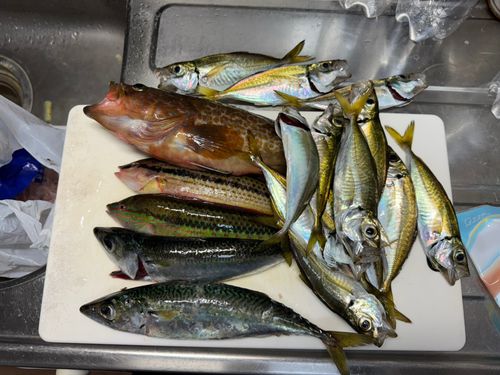 シーサイドコスモ釣り解放区