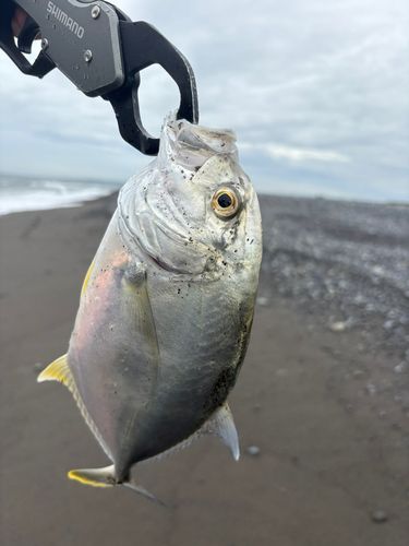 ギンガメアジの釣果