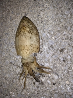 コウイカの釣果