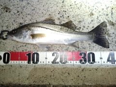 セイゴ（マルスズキ）の釣果