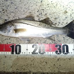 セイゴ（マルスズキ）