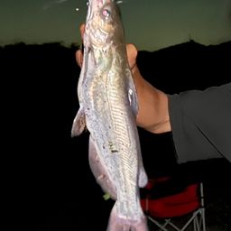 アメリカナマズ