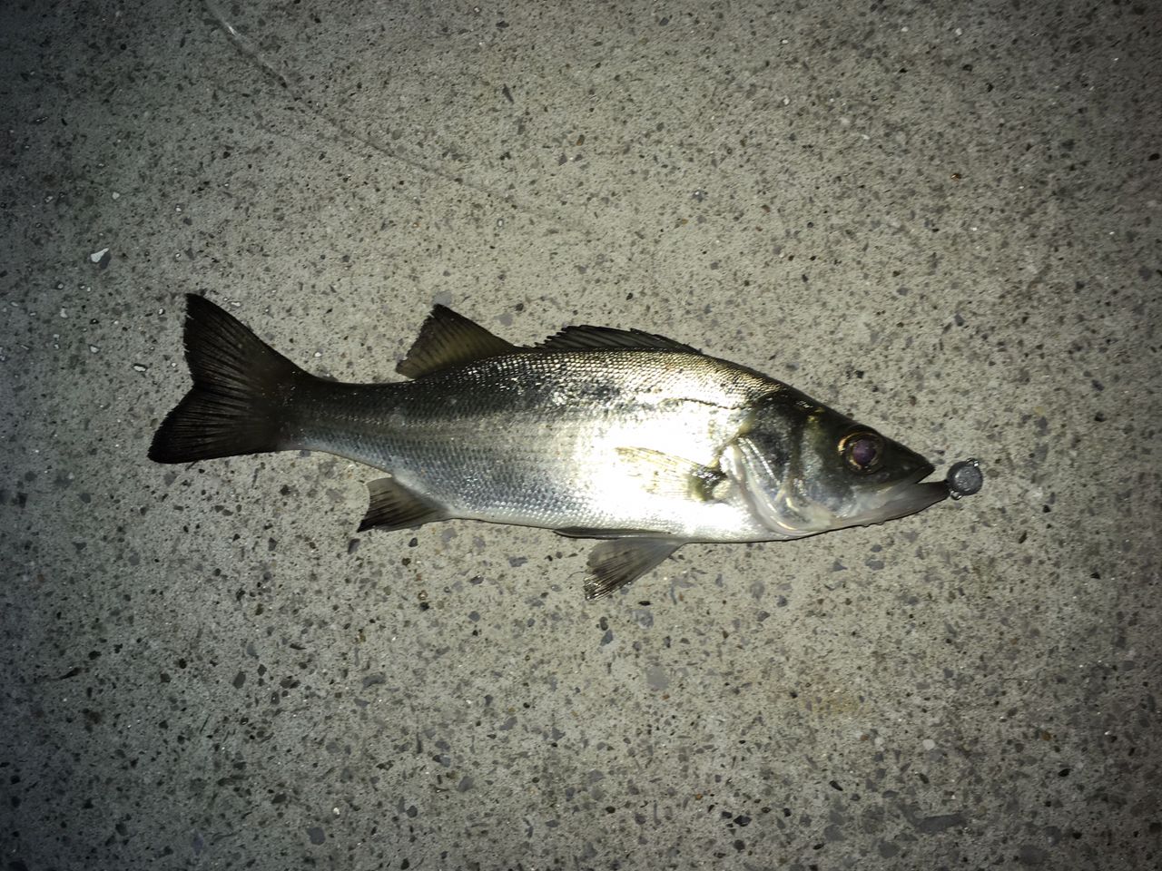 セイゴ（ヒラスズキ）