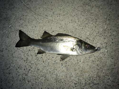 金沢水際線緑地（福浦岸壁）