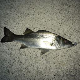 セイゴ（マルスズキ）