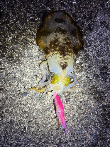 アオリイカの釣果