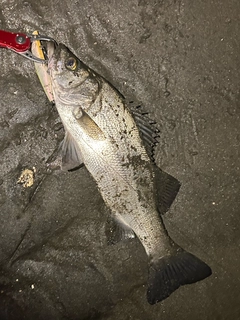 ヒラスズキの釣果