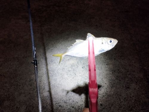 マアジの釣果