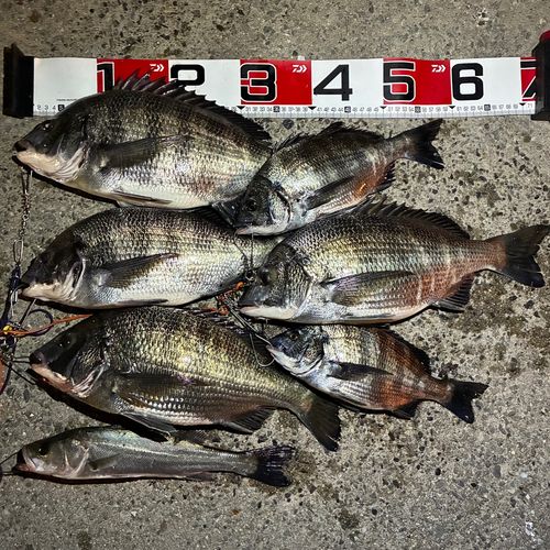 クロダイの釣果