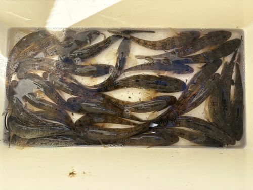 長良川揖斐川合流点