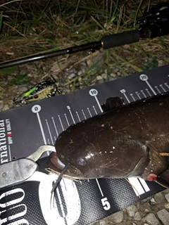ナマズの釣果
