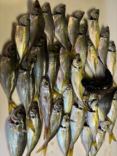 本牧海づり施設