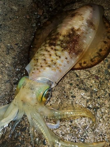 アオリイカの釣果