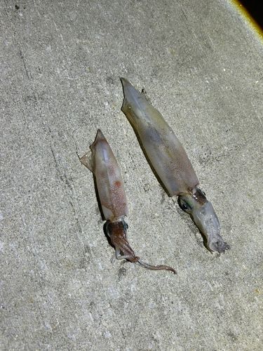 ヤリイカの釣果