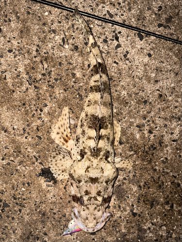 ワニゴチの釣果