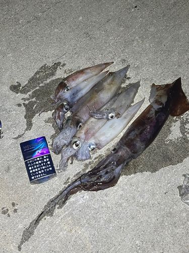 ヤリイカの釣果