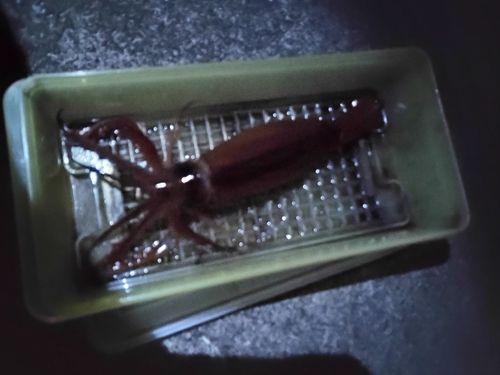 船越湾（岩手）