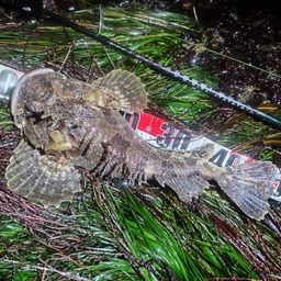 トウベツカジカ