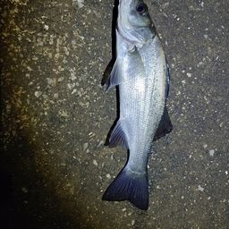 セイゴ（ヒラスズキ）