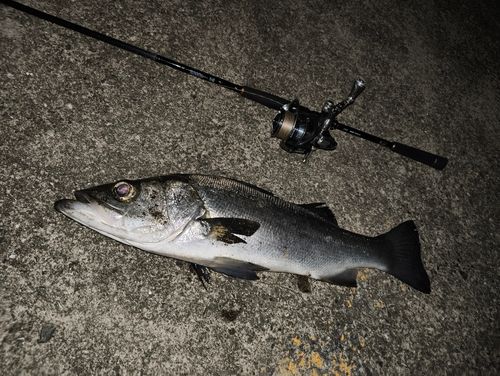 ヒラスズキの釣果