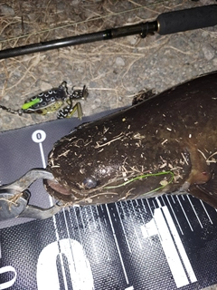 ナマズの釣果
