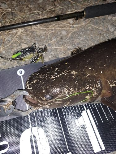 ナマズの釣果
