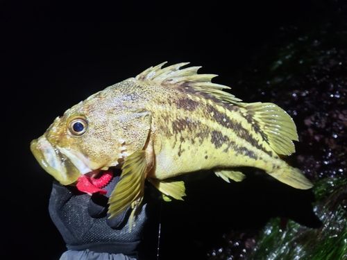シマソイの釣果