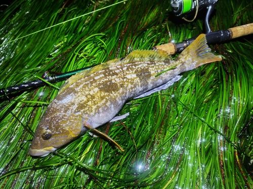 アイナメの釣果