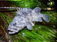 クロソイの釣果