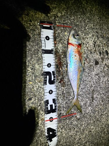 マアジの釣果