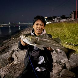 セイゴ（マルスズキ）