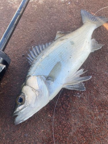 セイゴ（ヒラスズキ）の釣果