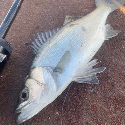 セイゴ（ヒラスズキ）