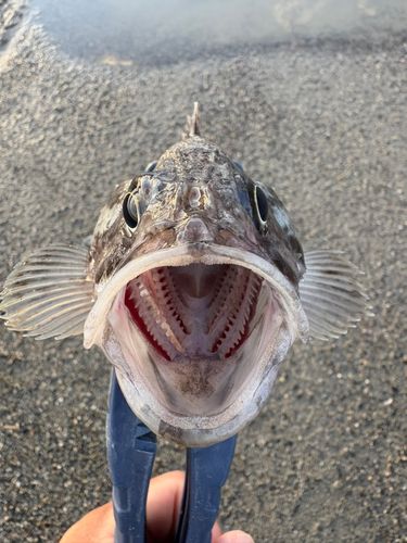 クロソイの釣果