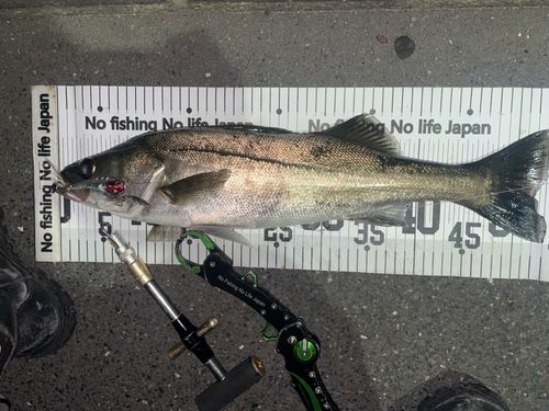 シーバスの釣果