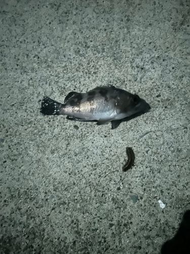 シロメバルの釣果