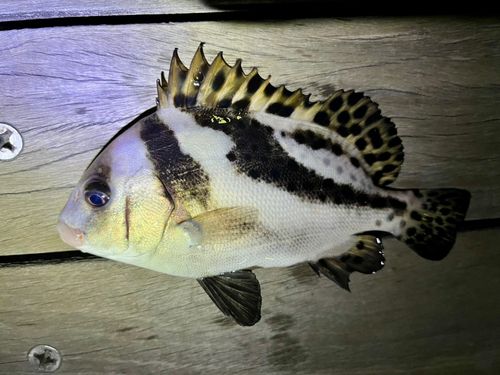コショウダイの釣果