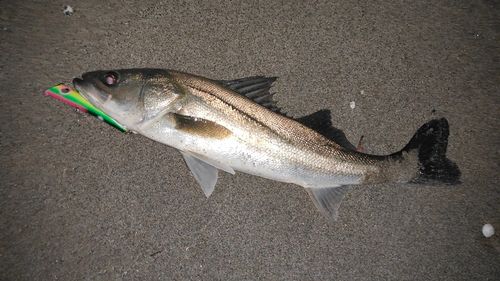 東京湾（アクアライン以北）