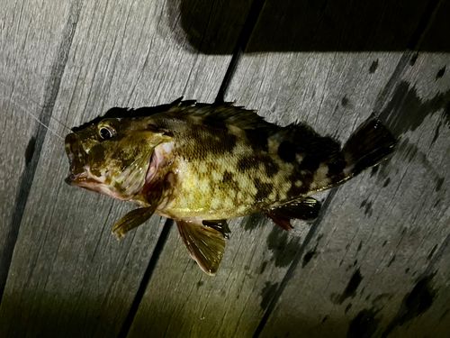 カサゴの釣果