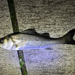 セイゴ（マルスズキ）